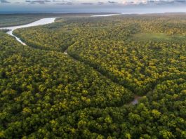 GoTrendier y Saving The Amazon se unen para combatir deforestación en el Amazonas