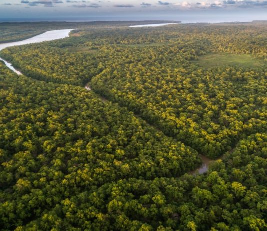 CAF invertirá US$2.000 millones para proteger la Amazonía