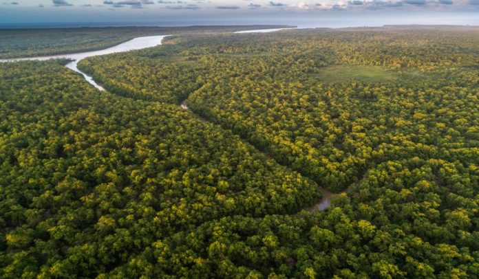 GoTrendier y Saving The Amazon se unen para combatir deforestación en el Amazonas