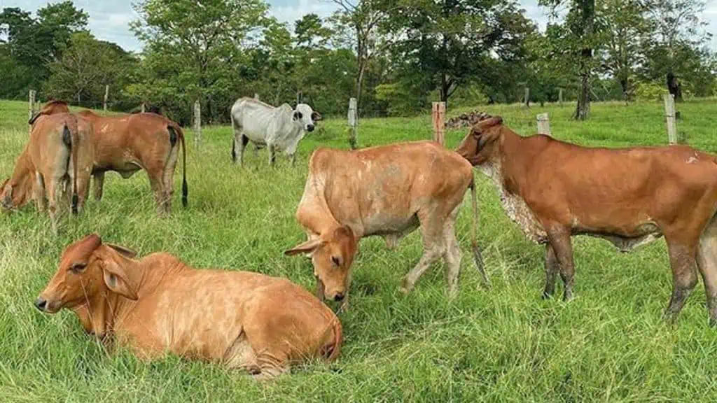Cae posible pirámide en Colombia: Sociedad Ganadera El Paraíso captó $60.830 millones Sociedad Ganadera El Paraíso