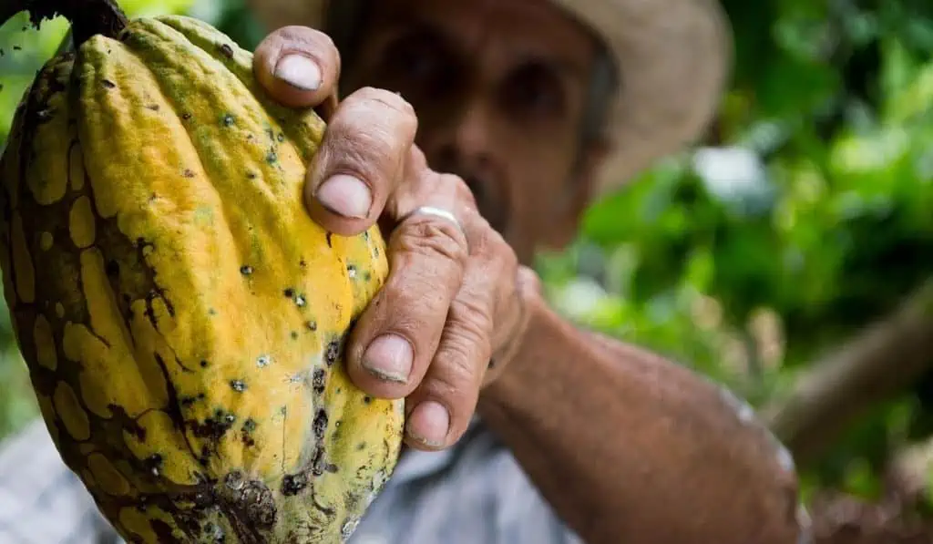 En Colombia, serán entregados 14.000 seguros a pequeños productores Estos son los subsidios que se le entregarán a los campesinos en el país.