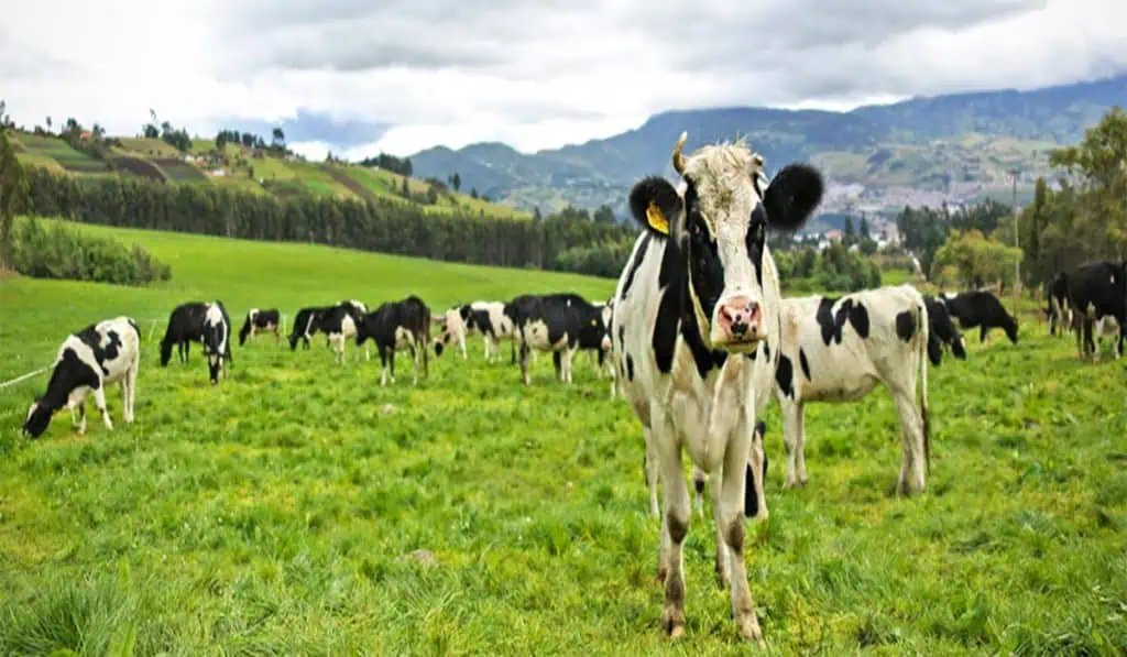 Estos son los datos que moverán la economía de Colombia en el 2024 "Colombia no puede quedar en un monopolio de frigoríficos de carne de res", dijo el presidente Gustavo Petro