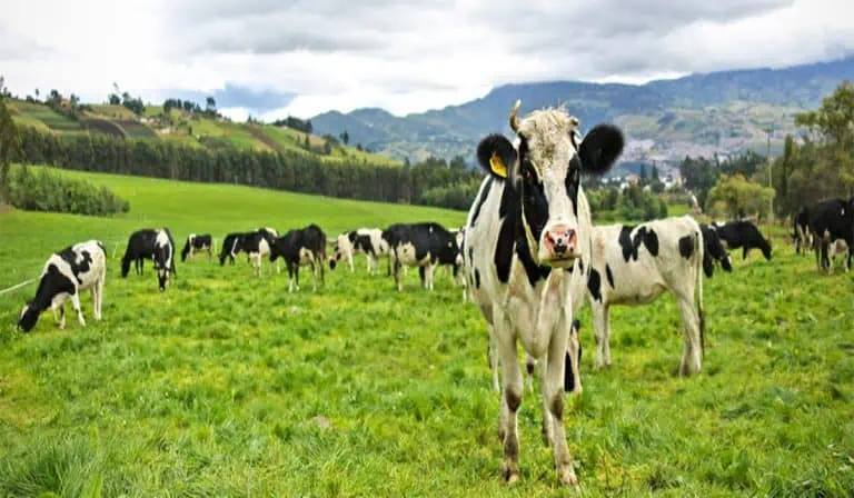 Créditos agropecuarios