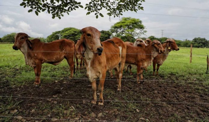 ganado-vacas-carne Precio internacional de la carne