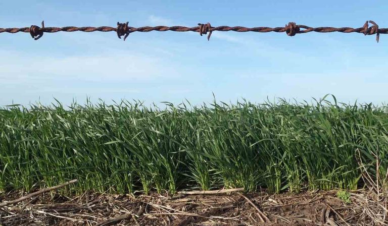 Siguió cayendo el precio al productor en julio.