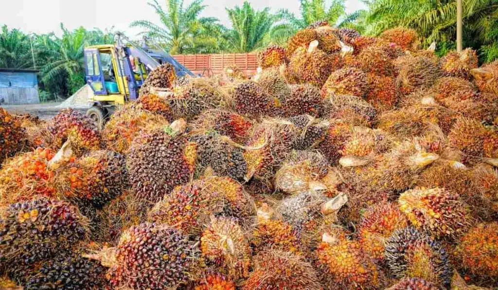 Grupo Daabon se queda con el 100 % de las operaciones de Agropalma en Pará, Brasil Agropalma es uno de los principales productores brasileños de aceite de palma y sus derivados.