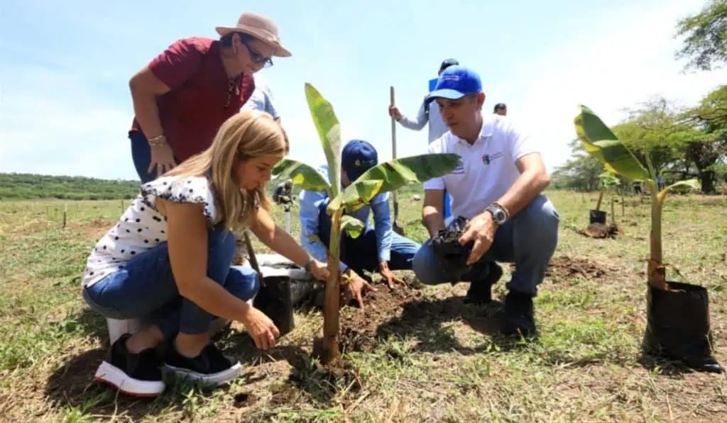 Comienza la siembra de plátano hartón con sistema de riego intrapredial en el sur del Atlántico En el sur del Atlántico empieza la siembra tecnificada de plátano