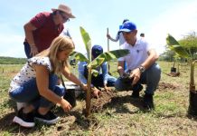 En el sur del Atlántico empieza la siembra tecnificada de plátano