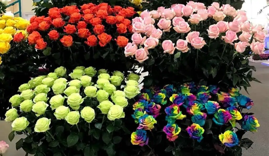 Estos son los retos que ve para este año el sector de las exportaciones de flores de Colombia Flores Rosas