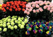 Flores Rosas