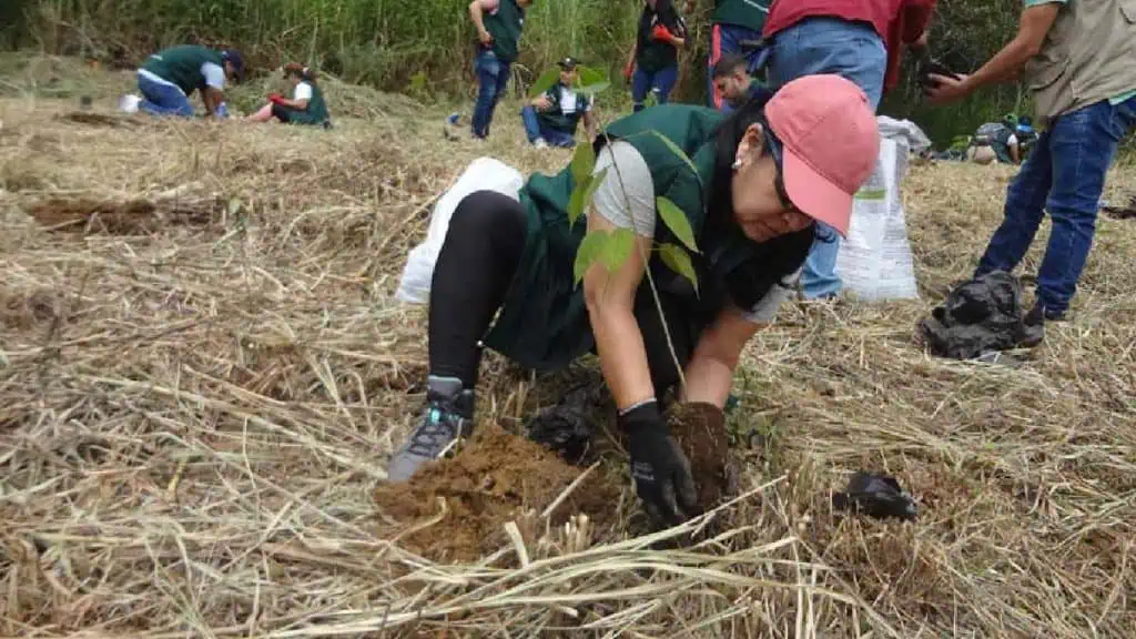 Crecen acciones ambientales en Colombia: así es la Sembratón de Porvenir Sembratón de Porvenir 3