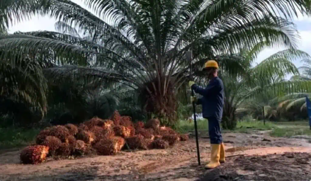 Así va la producción de palma en prácticas sostenibles del Pacto Verde Europeo Producción de palma