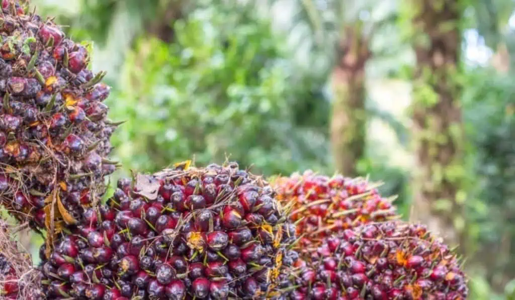 Pese a caída de producción de aceite de palma en marzo, sector tiene buenos indicadores Comercio exterior en Colombia