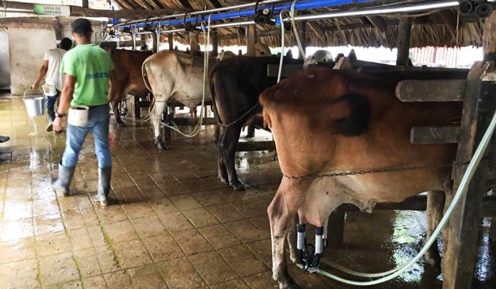 Producción de leche en Colombia