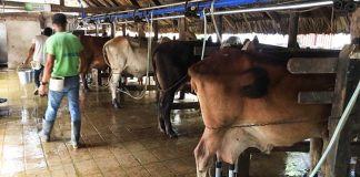 Producción de leche en Colombia