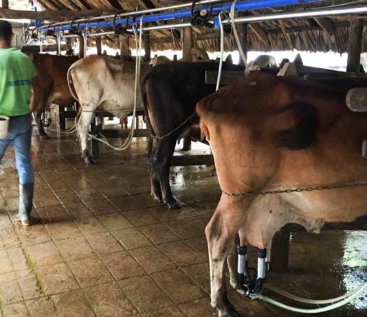 Producción de leche en Colombia