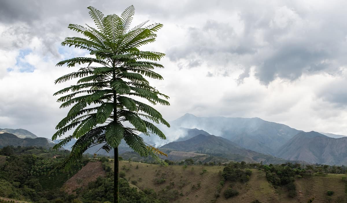 Asómbrate es un programa diseñado para impulsar la sostenibilidad en la producción de café y cacao en Colombia. Foto: Solidaridad Network