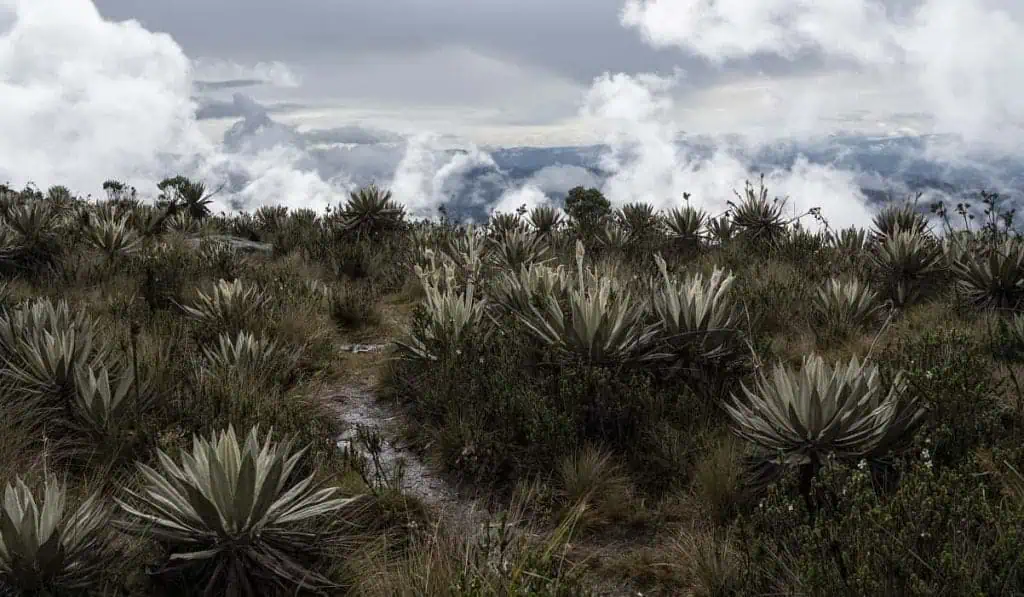 Colombia prohíbe plásticos de un solo uso en áreas protegidas como páramos Paisajes Chingaza