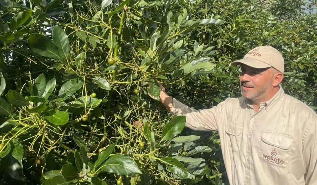 Wakate, empresa que exporta aguacate desde Colombia, busca reforestar el Caldas Santiago Echeverry, gerente de agricultura de Wakate.