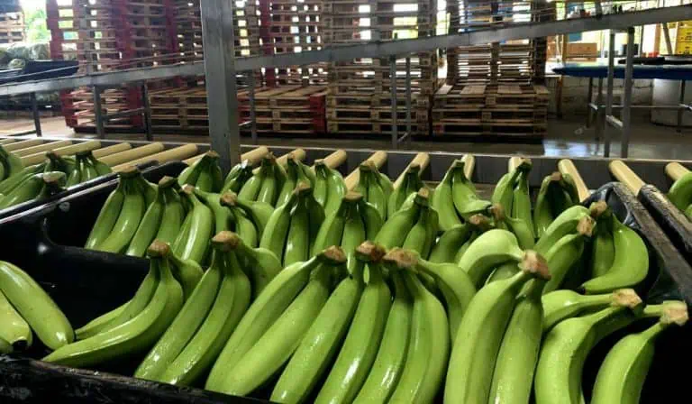 sector bananero