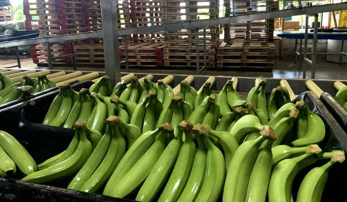 12 años del TLC de Colombia con la Unión Europea: así ha sido el posicionamiento del agro Exportaciones de banano