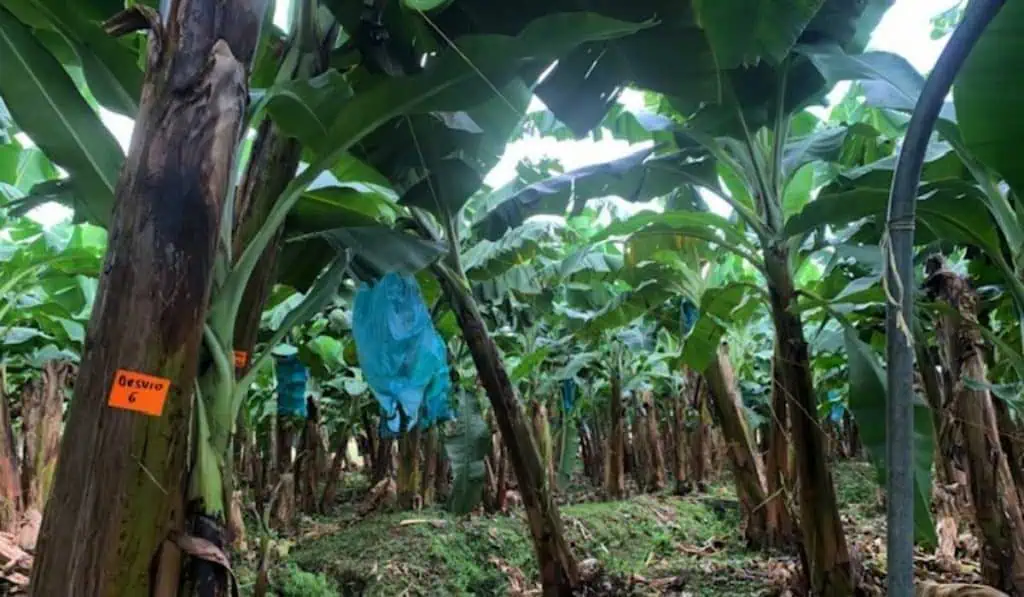 Empresarios de Urabá aumentan expectativa por construcción de Puerto Antioquia Producción de banano