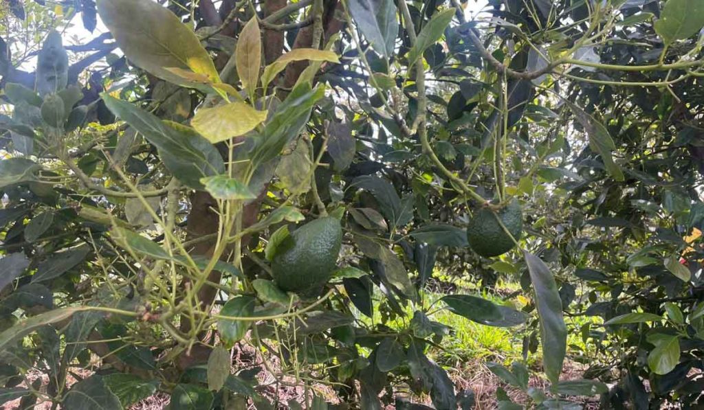 Cultivos de aguacate para ser exportados.