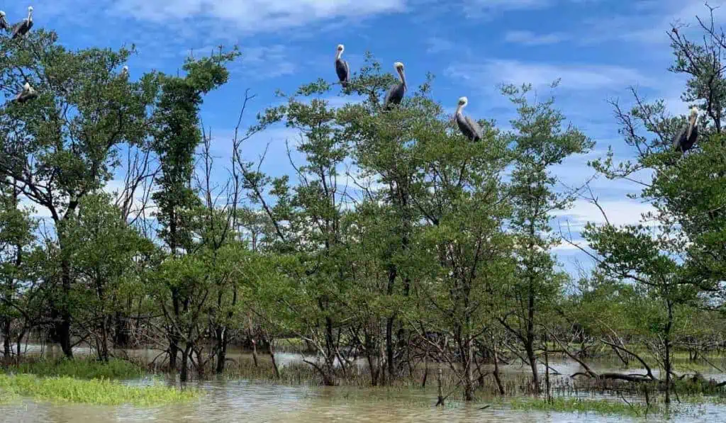 La universidad de Los Andes lanzará Guía para Pagos por Servicios Ambientales La Guajira