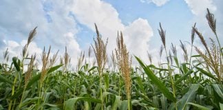 Agricultura maíz