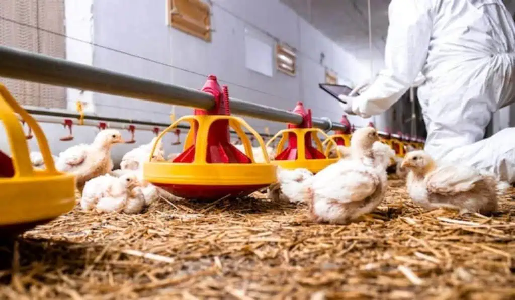 Industria avícola ha comercializado 78.000 aves en temporada navideña Industria avícola