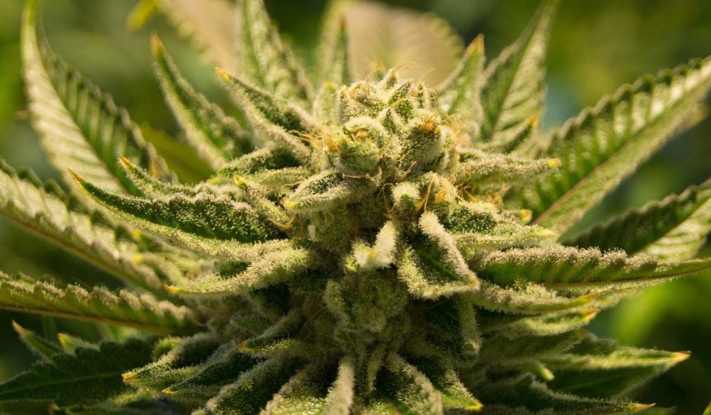 ¿Qué pasó con el proyecto de regularización de la marihuana en Colombia?