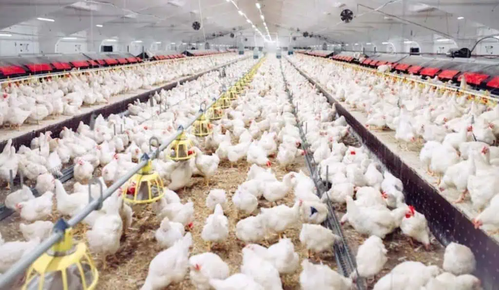 Industria avícola ha comercializado 78.000 aves en temporada navideña Industria avícola