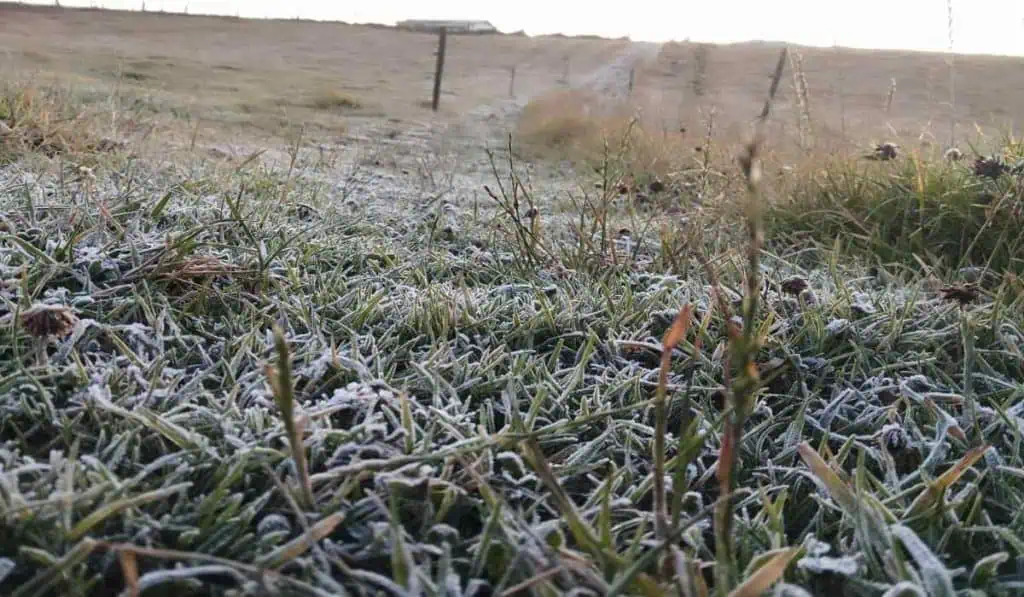 Sector ganadero reporta millonarias pérdidas por afectación de fenómeno de El Niño Fenómeno de El Niño.