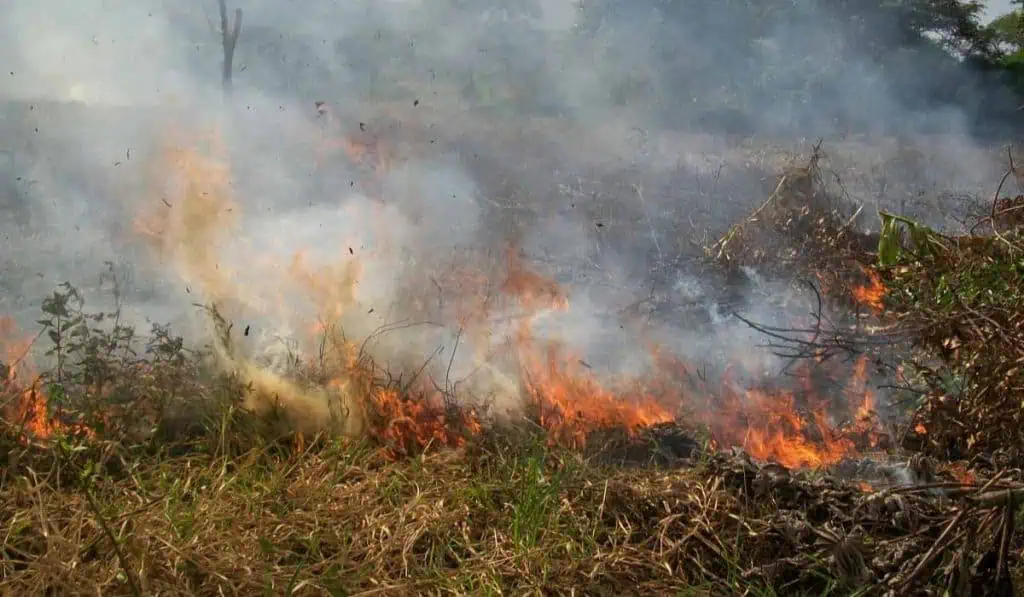 Más de 500 municipios en Colombia, en alerta roja por incendios: así está el mapa Incendios forestales en Chile dejan 51 muertos y amenazan las zonas urbanas