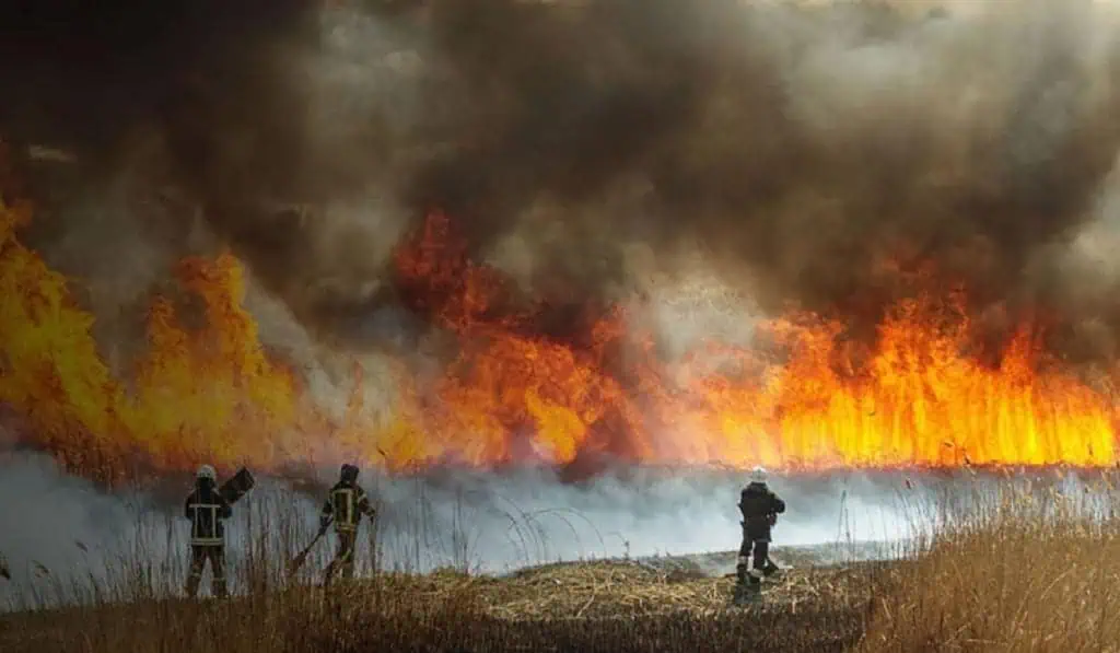 Incendios forestales podrían aumentar un 30 % para 2050 Incendios Forestales