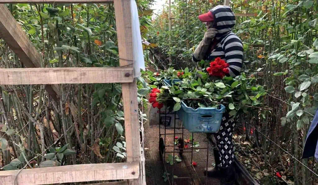San Valentín: temporada en que la floricultura colombiana realiza 15 % de sus ventas del año Asocolflores