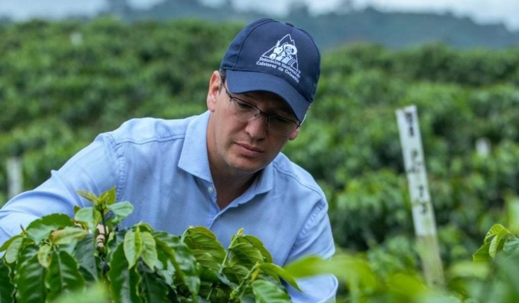 Clima, productividad y baja fertilización frenan producción cafetera en Colombia: Federación apuesta por la renovación Federación Nacional de Cafeteros