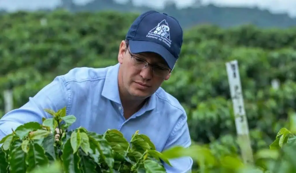 Clima, productividad y baja fertilización frenan producción cafetera en Colombia: Federación apuesta por la renovación Federación Nacional de Cafeteros