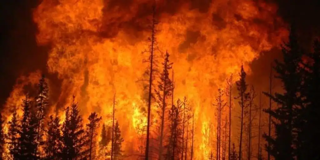 Incendios forestales en Chile dejan 51 muertos y amenazan las zonas urbanas Incendios forestales en Chile dejan 51 muertos y amenazan las zonas urbanas