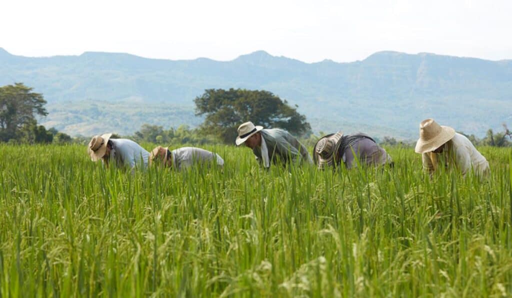 Fedearroz arroceros en COlombia