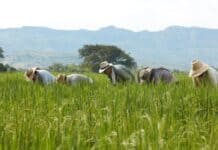 Sector arrocero en Colombia