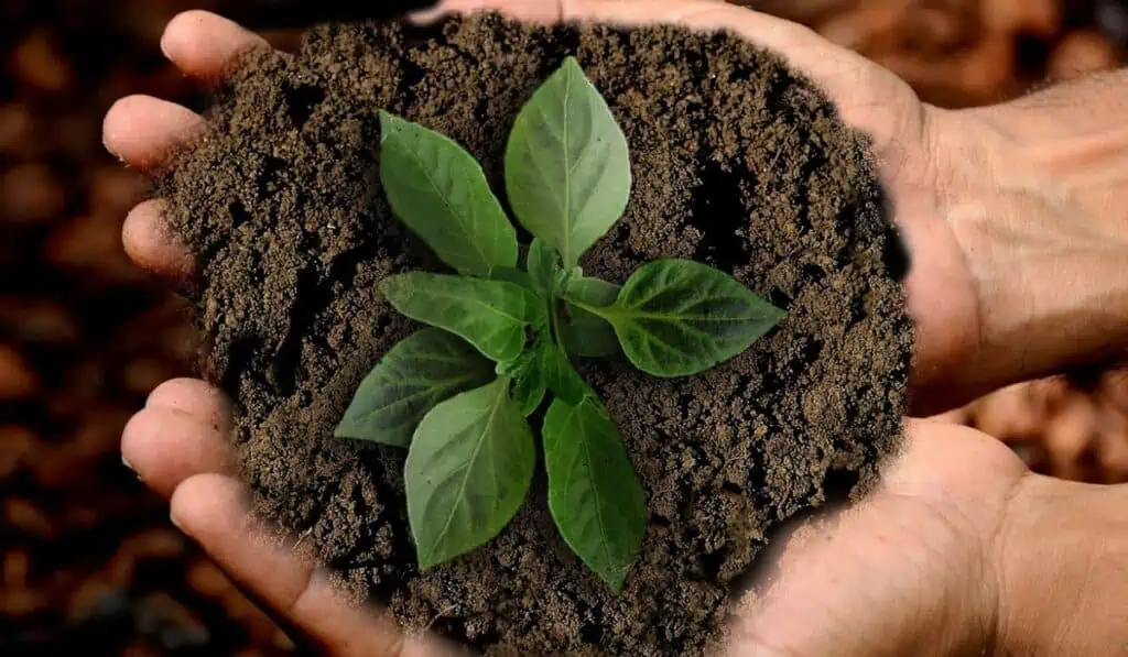 Las 10 tendencias mundiales de 2024 en la lucha contra el cambio climático Bonos verdes para Bogotá.