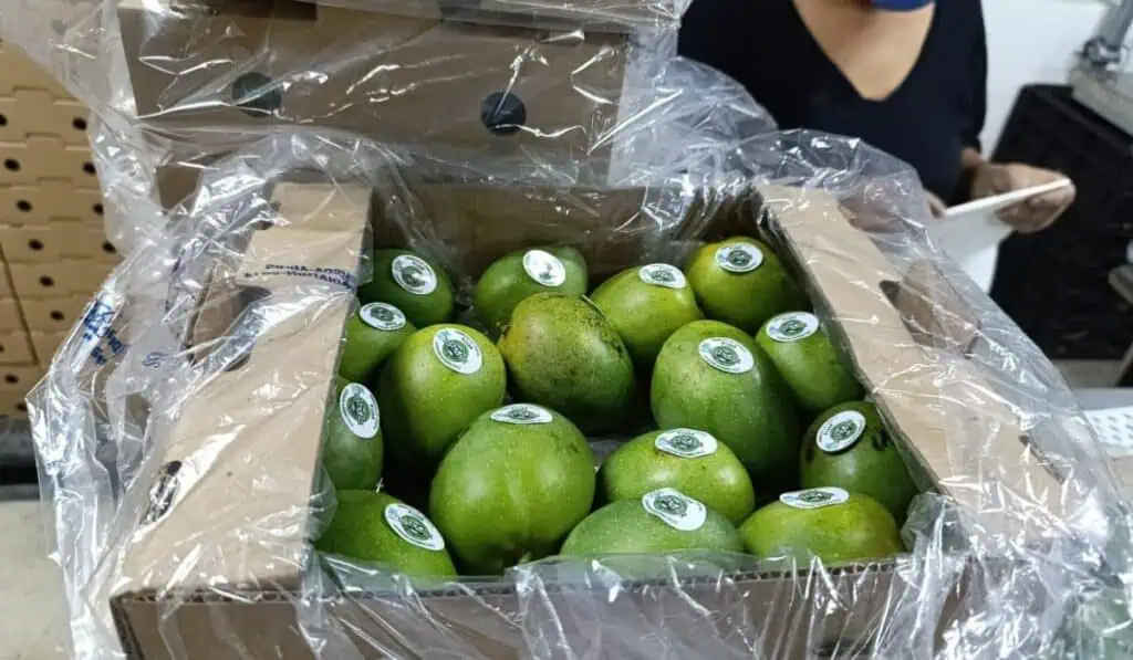 Colombia logra hito al enviar su primer cargamento de mango de azúcar por mar a Estados Unidos mango de azúcar Estados Unidos