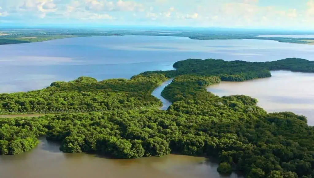 La Fundación Grupo Argos se une al Día Mundial del Medio Ambiente Ecosistema de manglar Barú