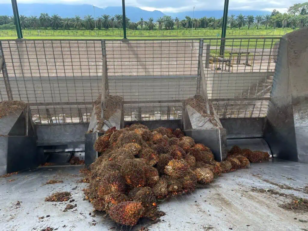 Así funciona la apuesta por la sostenibilidad de Palmas del Cesar mediante el compost Esta es la fruta con la que se obtiene el aceite de palma en la planta de Palmas del Cesar.