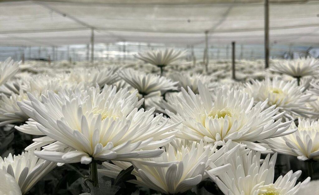 Carga aérea internacional: 80 % de lo que se exporta desde Colombia corresponde a flores