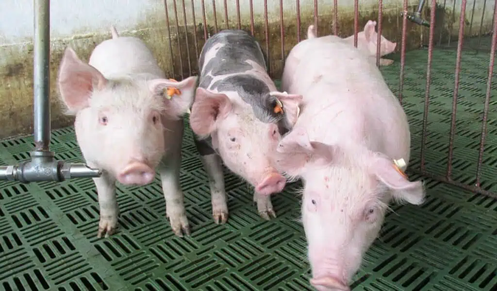 Exportaciones de subproductos animales colombianos reciben luz verde en Chile Exportaciones de porcicultura en Colombia