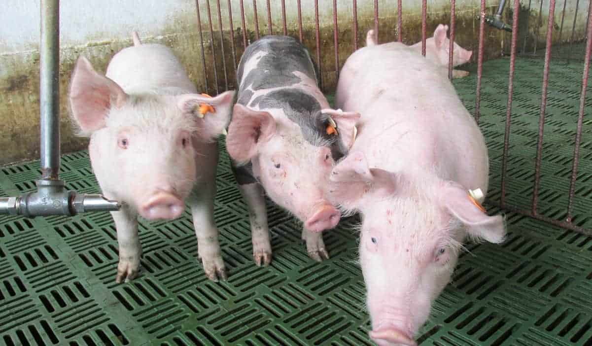 Producción de cerdo en Colombia ha crecido por encima de la mundial en la última década