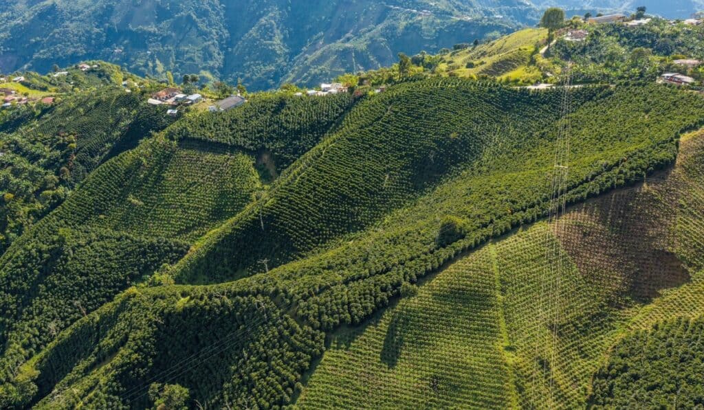 Cultivos de Café en Colombia. 