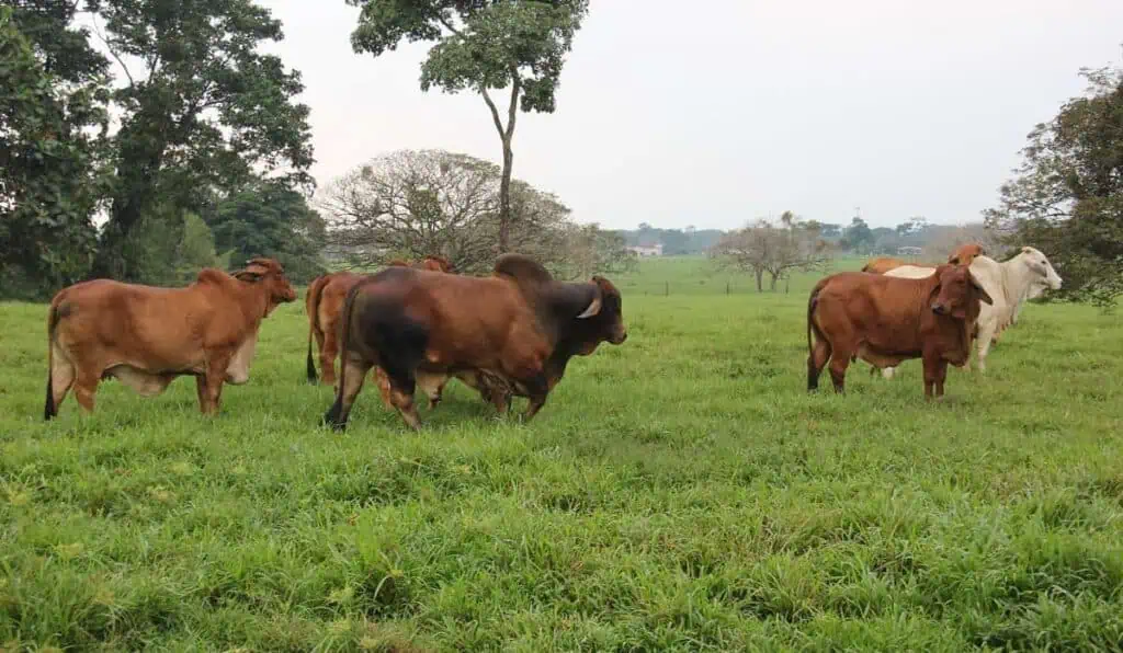 Exportaciones de subproductos animales colombianos reciben luz verde en Chile Ganado en Colombia